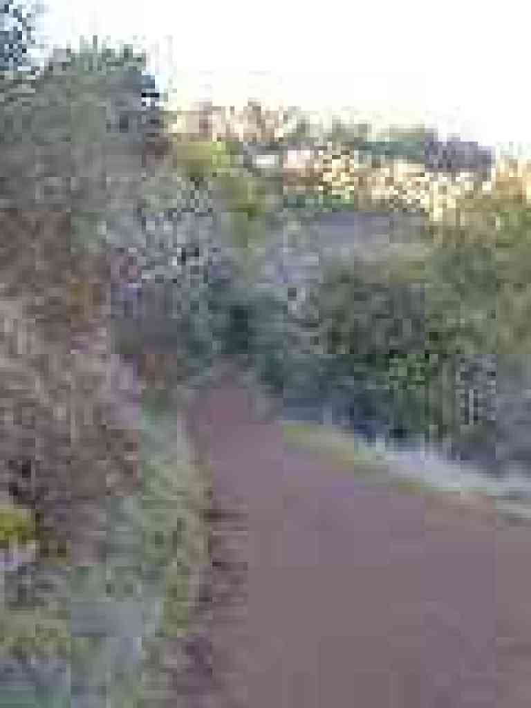 Chaparral-lined trail
