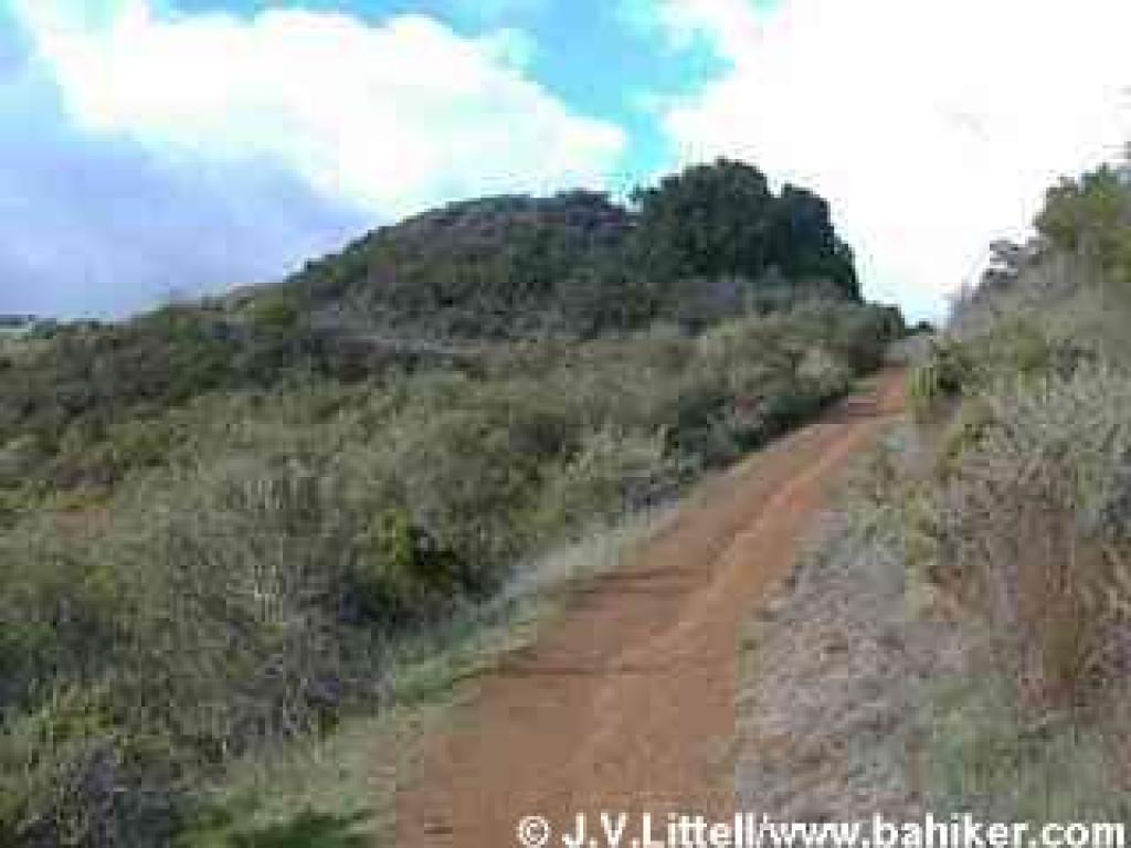 Photo of trail through chaparral