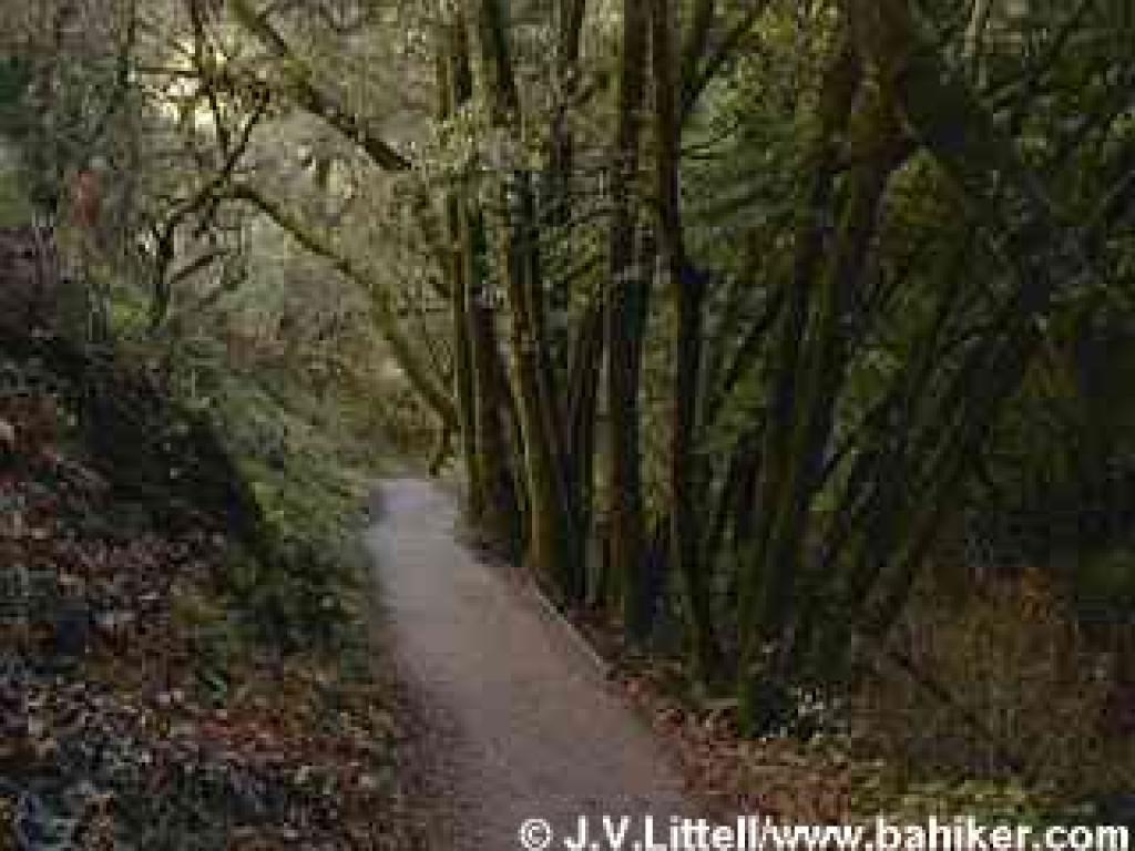 Photo of Wildcat Canyon Trail