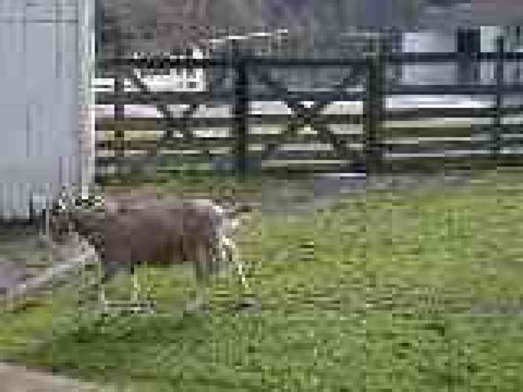 Photo of one of the farm's residents, a goat