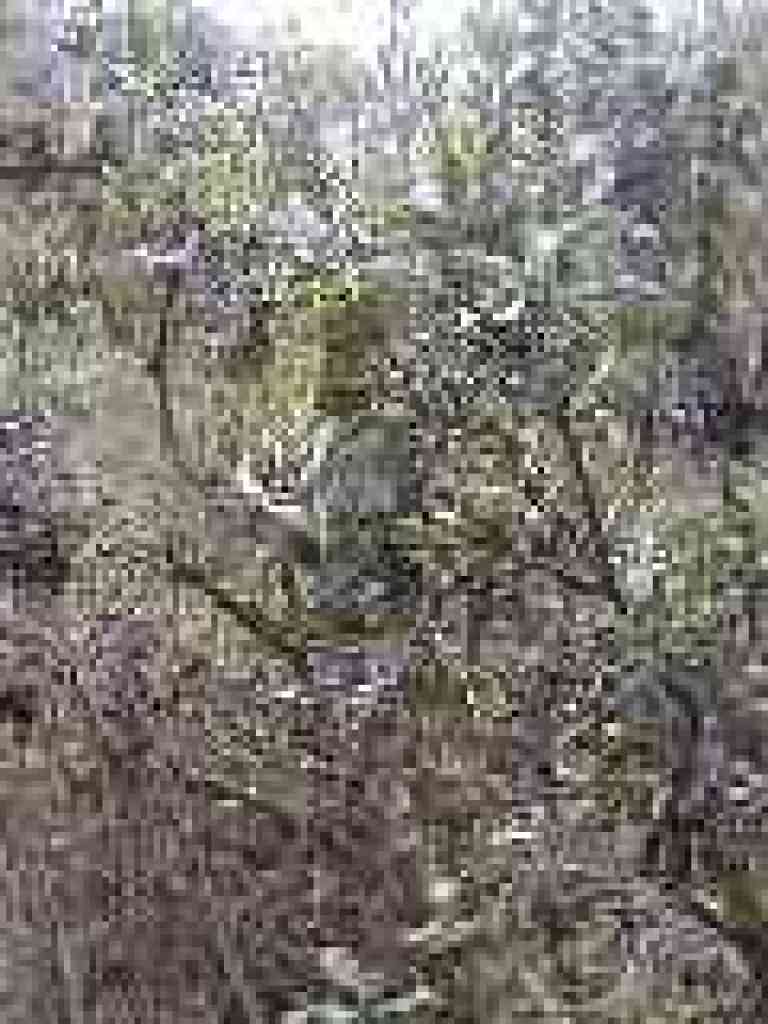 Photo of silktassel