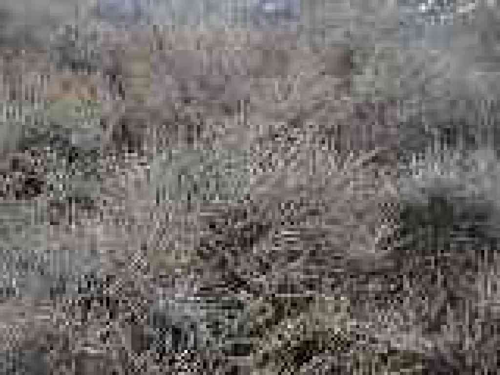 Photo of sagebrush