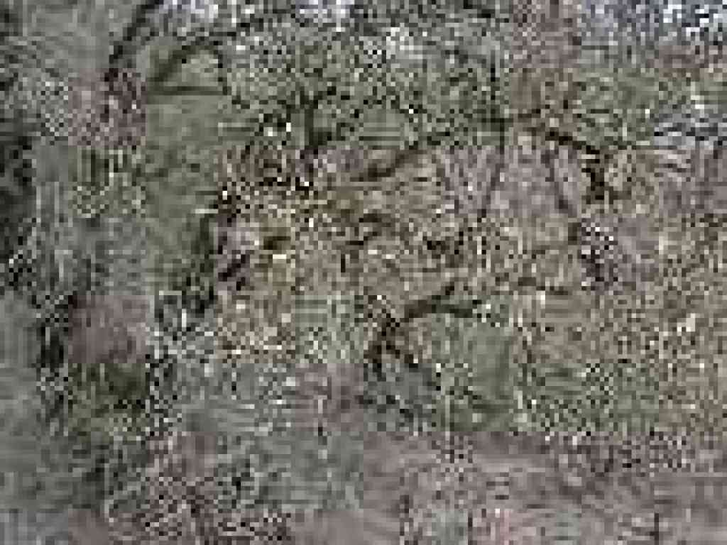 Photo of blue oak