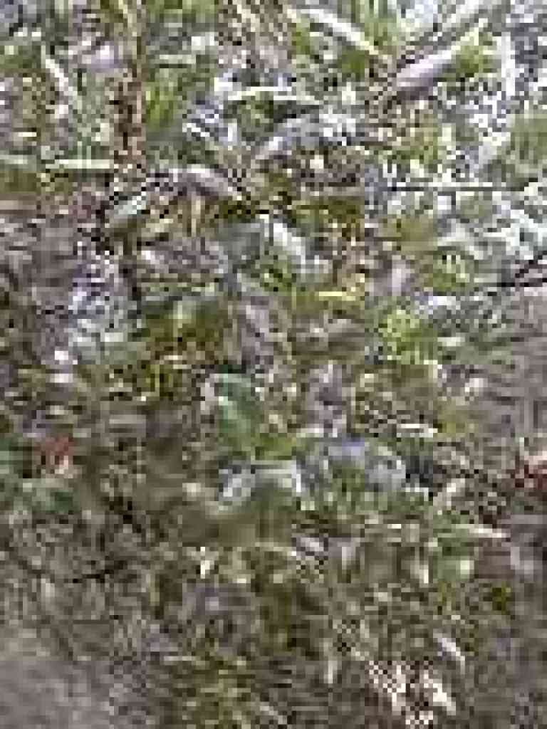 Photo of coast live oak