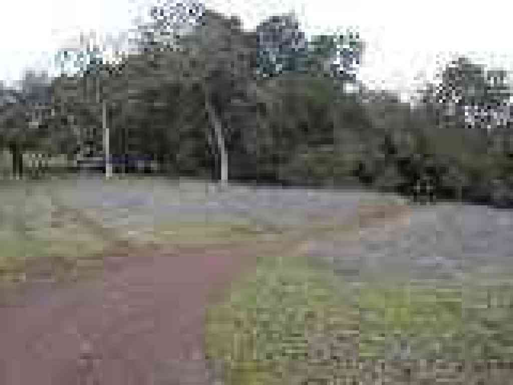 Photo of oak and grassland