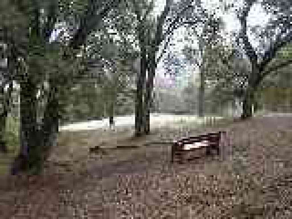 Photo of bench under coast live oak