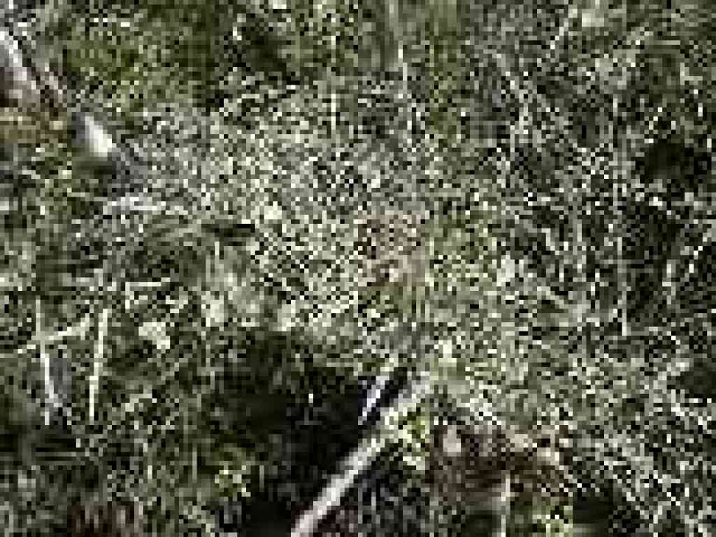 Photo of cercocarpus