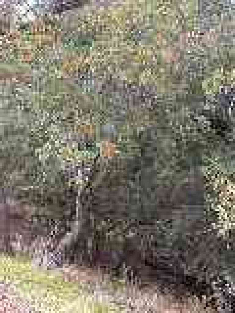 Photo of toyon
