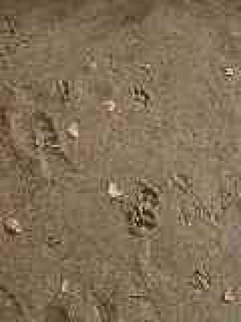 Photo of animal prints