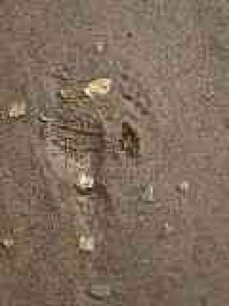 Photo of coyote print