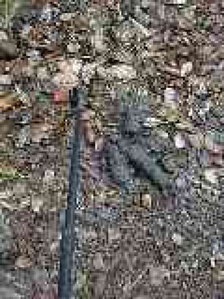 Photo of scat