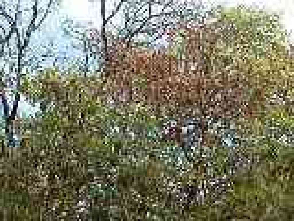 Photo of madrone