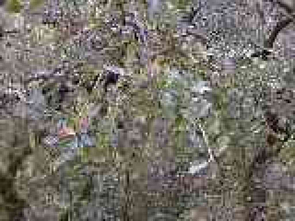 Photo of an oak