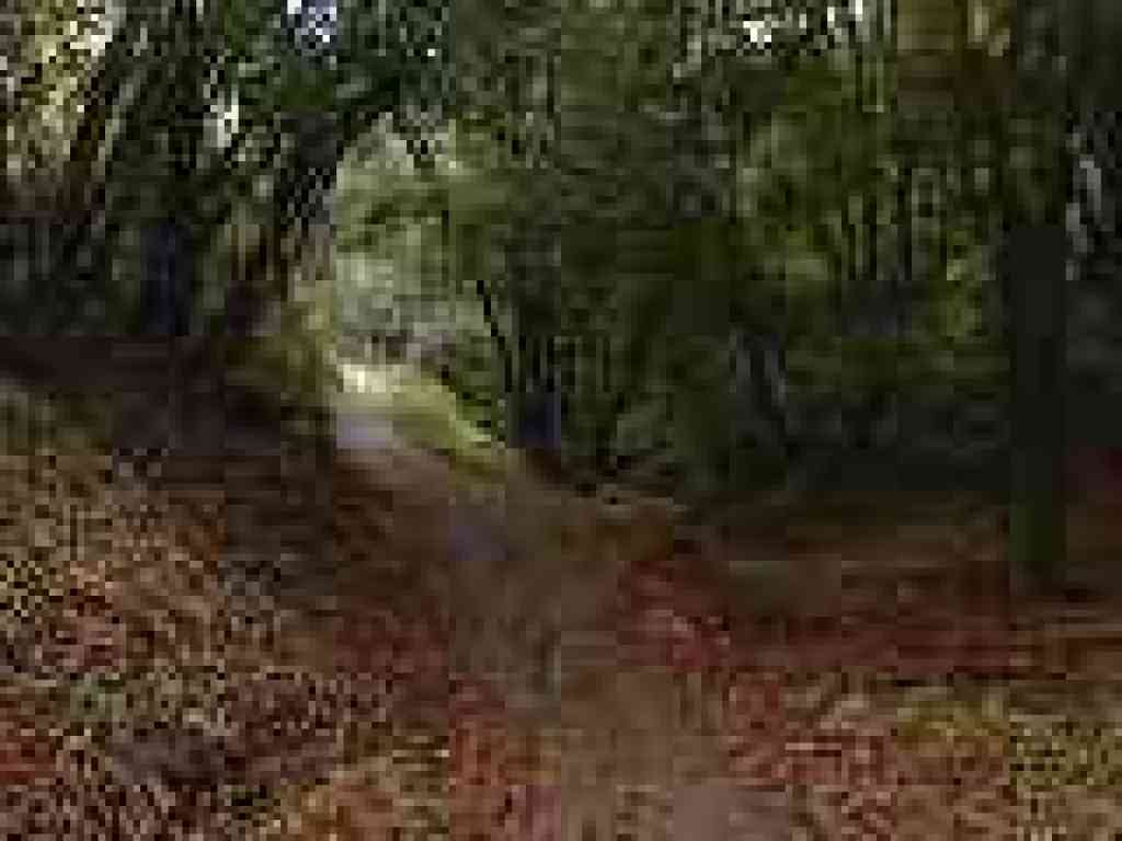 Photo of trail under California bays