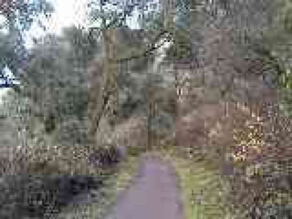 Photo of trail