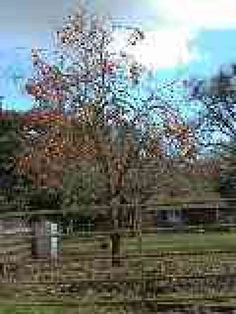 Photo of persimmons