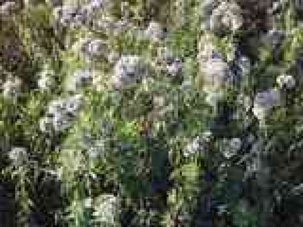 Salt marsh baccharis