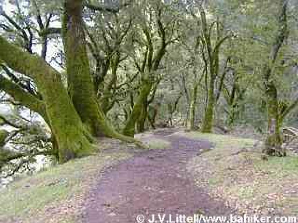 Photo of Ancient Oaks Trail