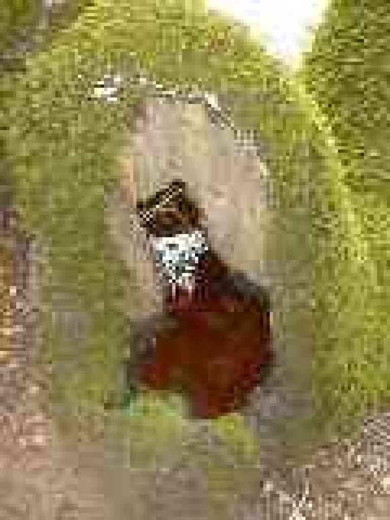 Water basin in stump