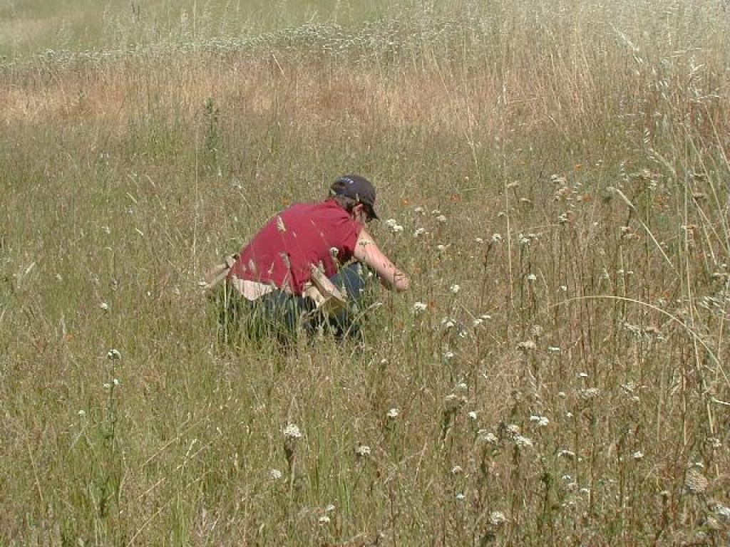 Photo from a wildflower seed collection project at Russian Ridge