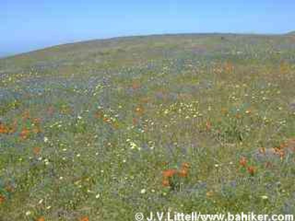 Spring flowers