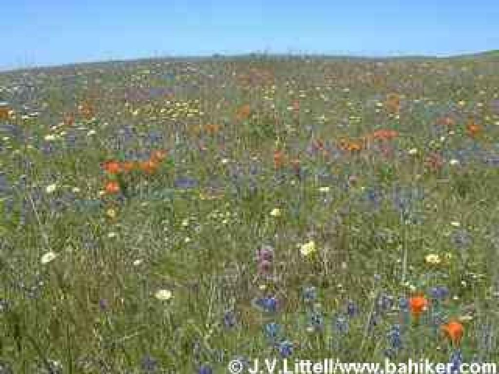 Flowers in May
