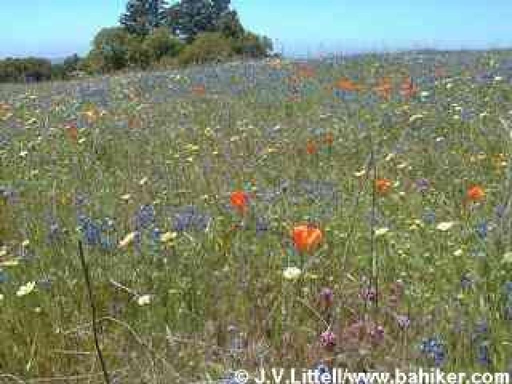 Spring flowers