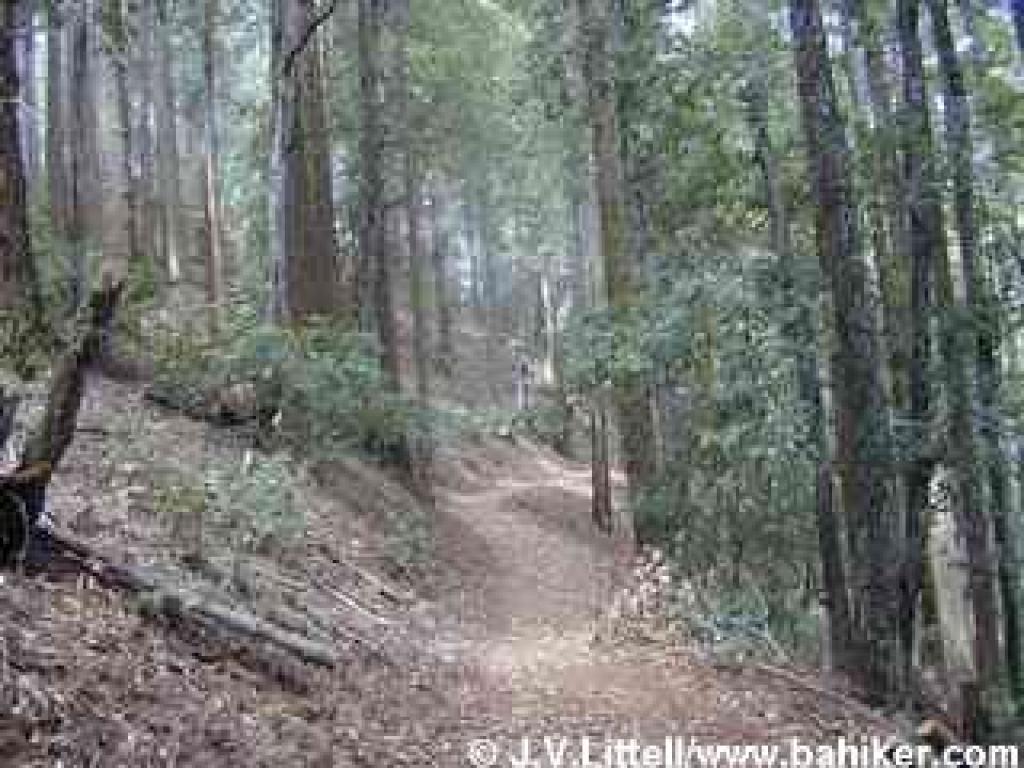 Winding through the forest