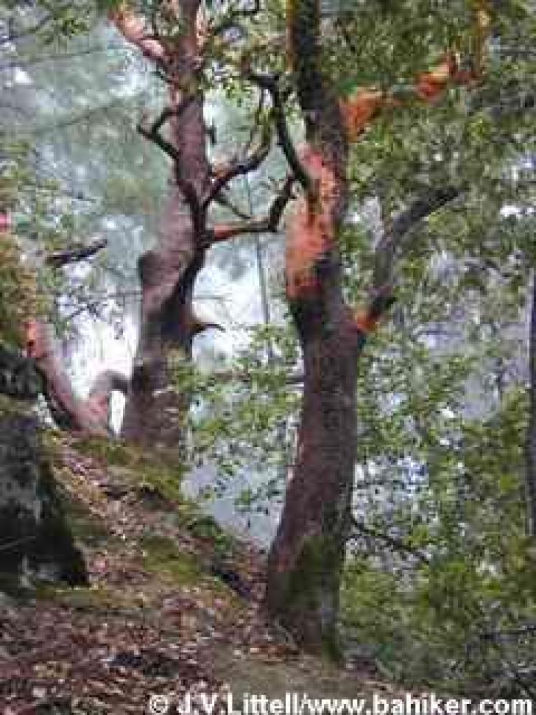 Madrone photo
