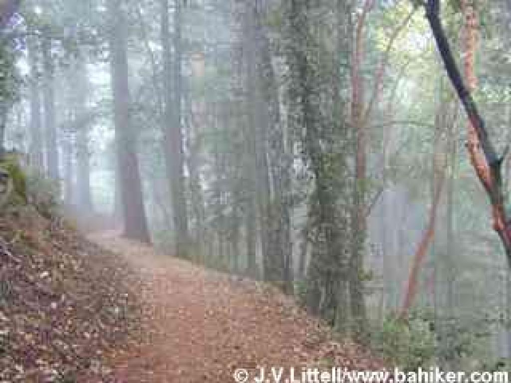 Foggy