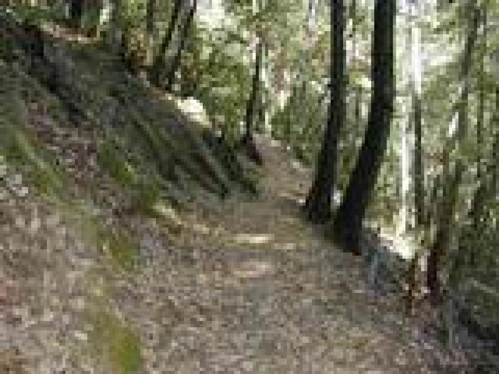 Skyline Trail