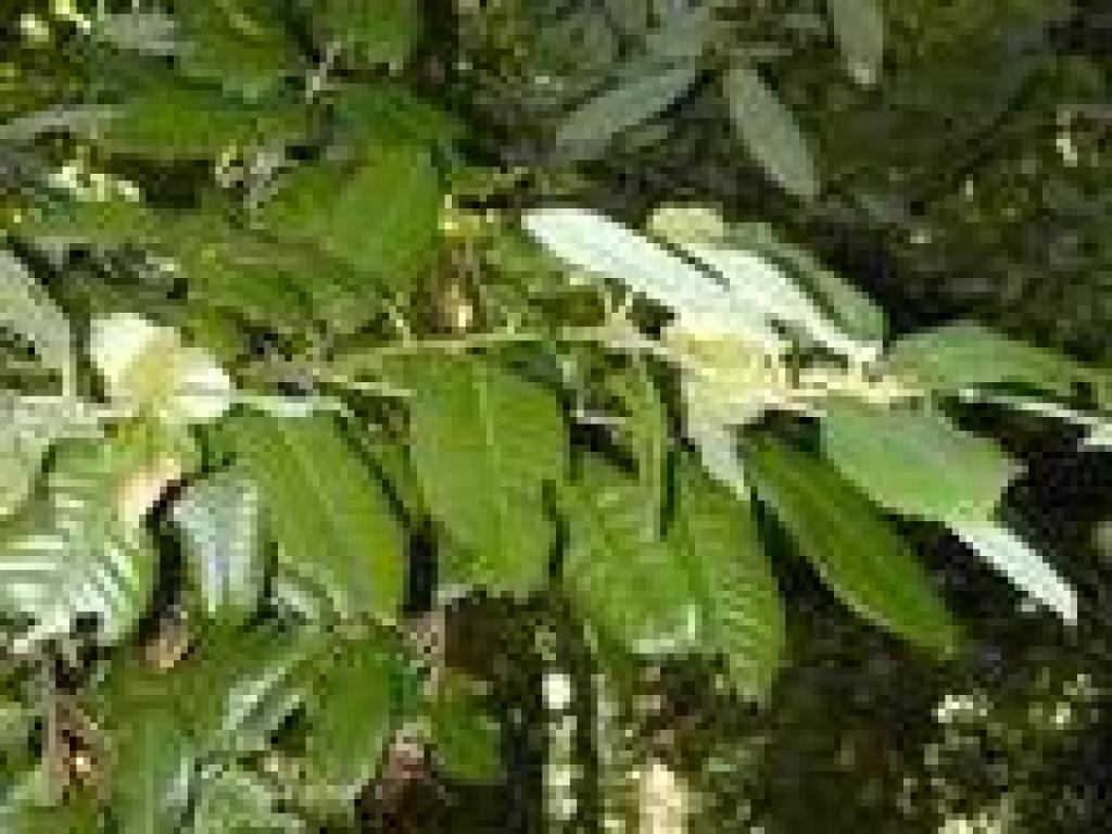 Tanoak