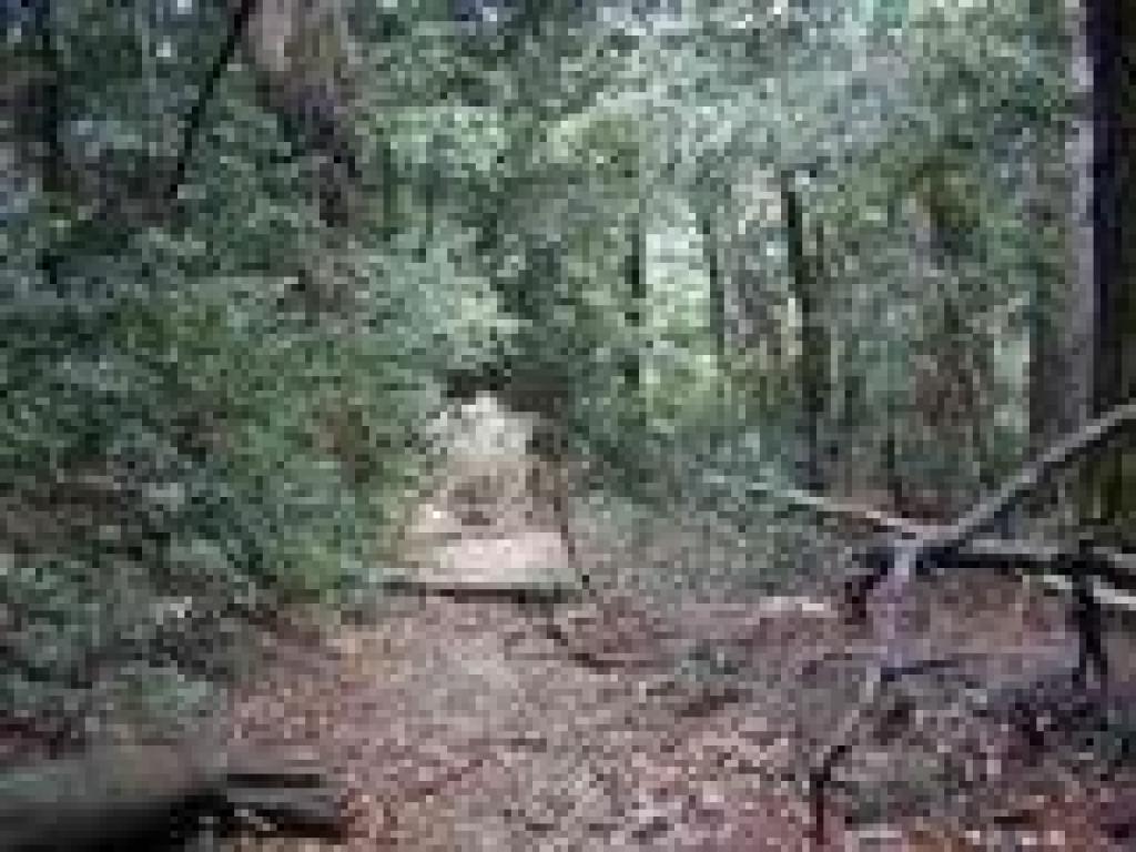Downed branches on the trail
