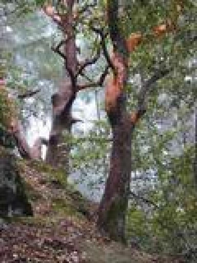 Madrones