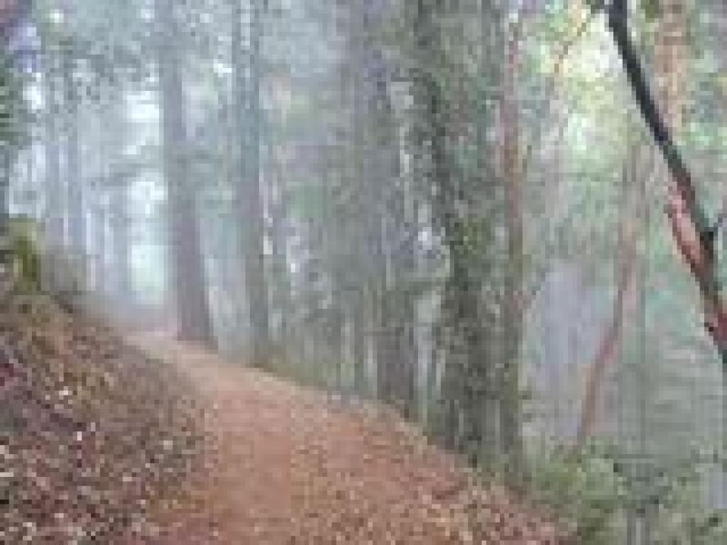Foggy