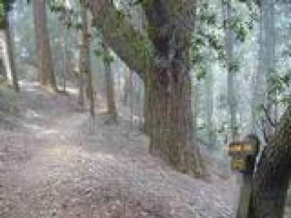 A massive Douglas fir on the side of the trail