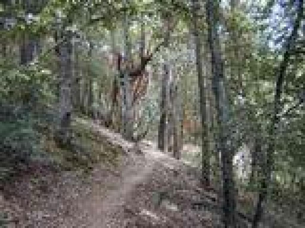 Skyline Trail