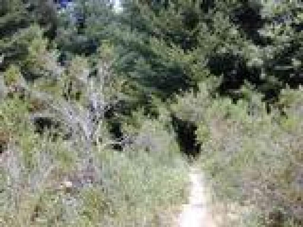Choked trail passes through a clearing