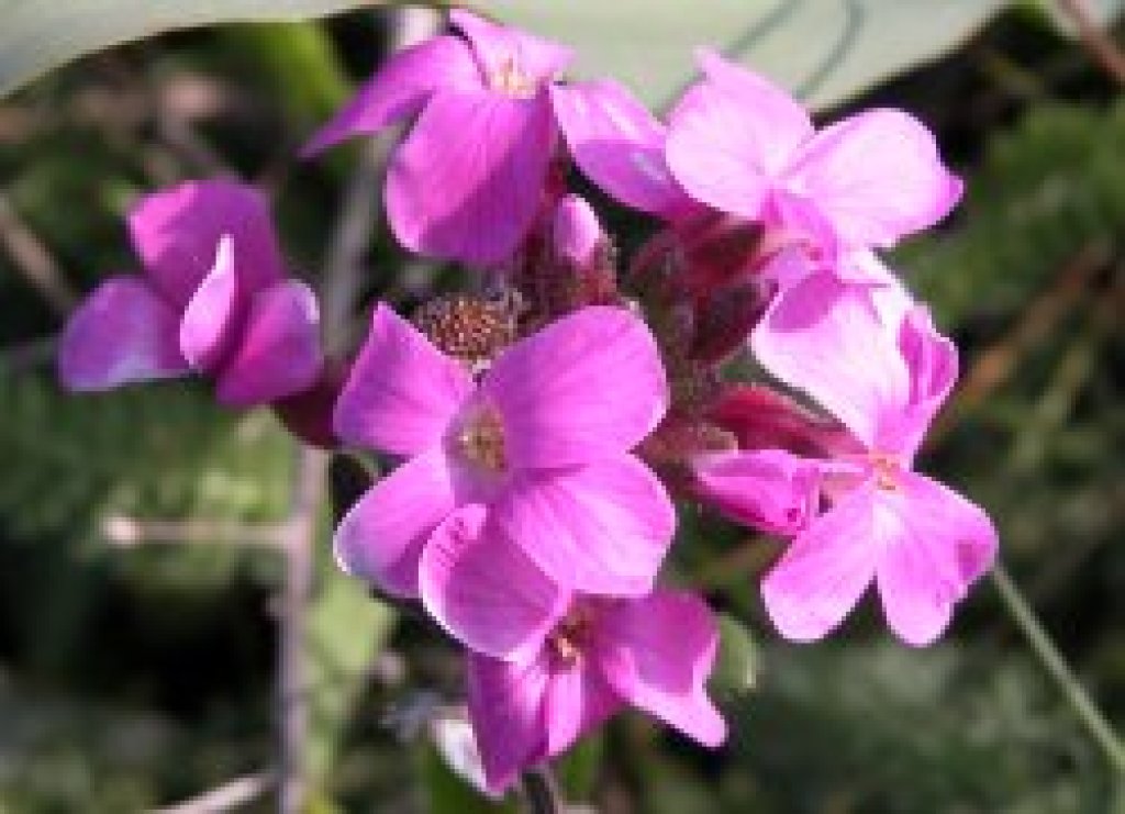 Coast rock cress