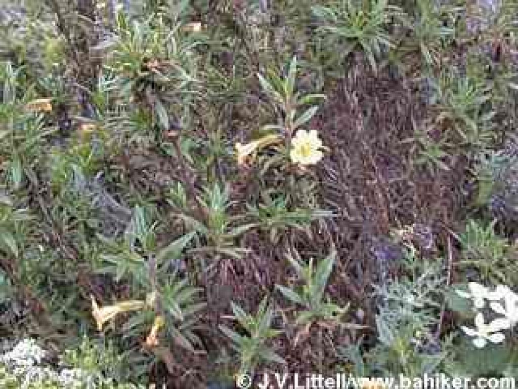 Monkeyflower in spring