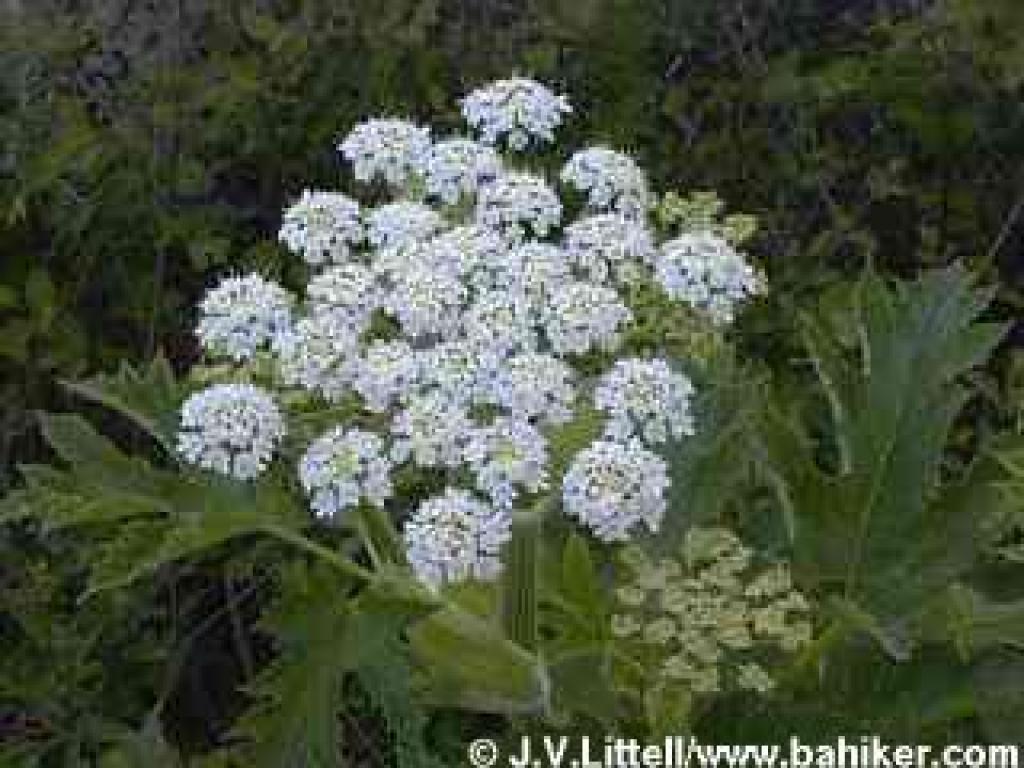 Cow parsnip photo