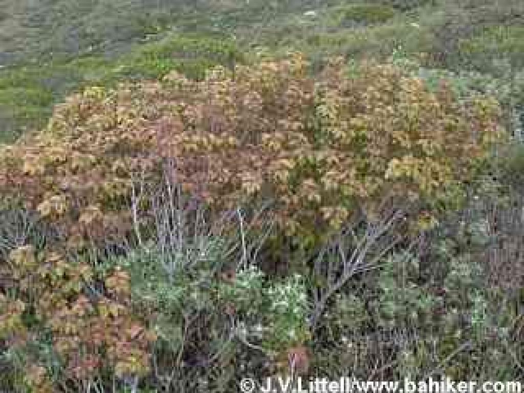 Poison oak photo