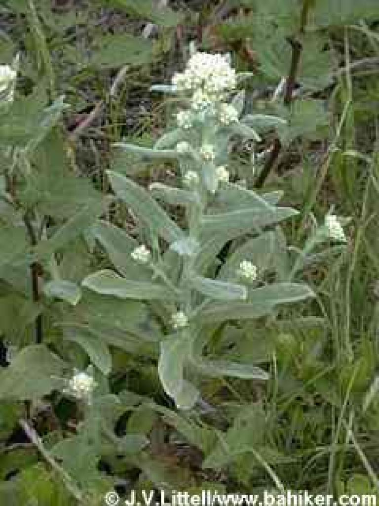 Cotton-batting plant
