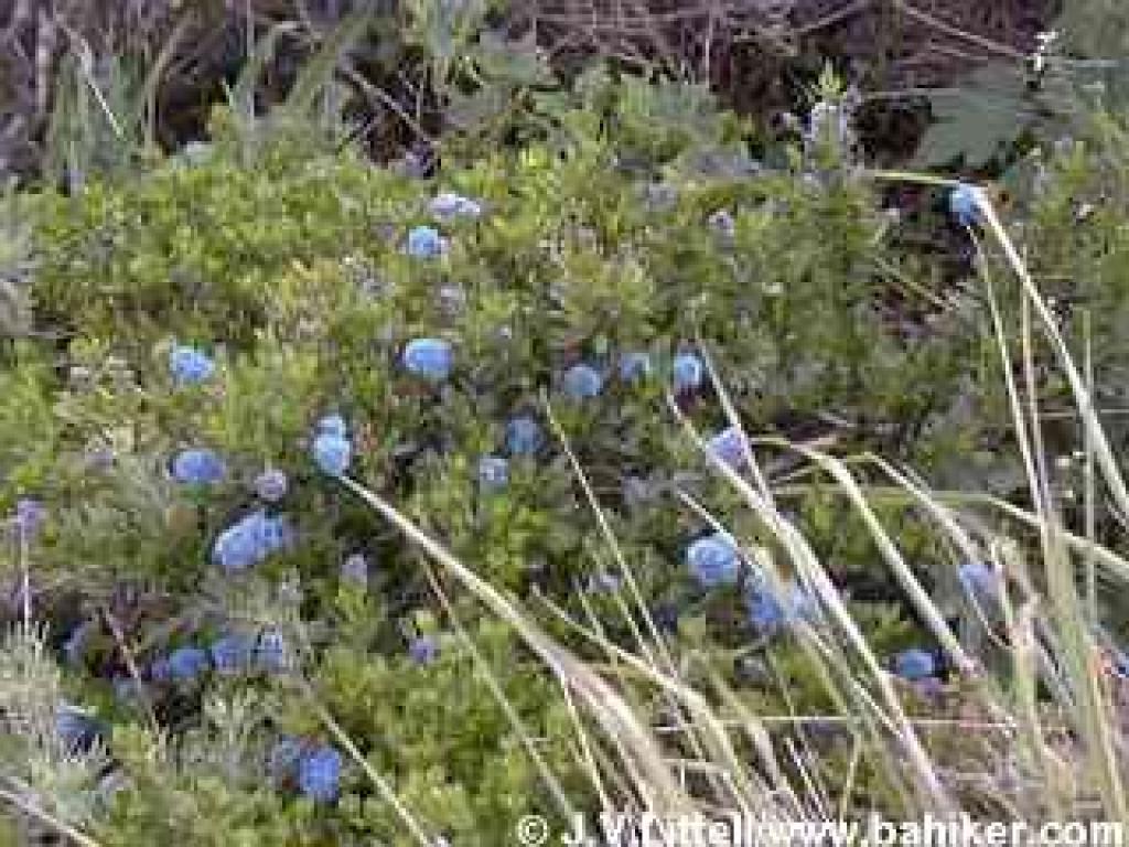 Ceanothus photo