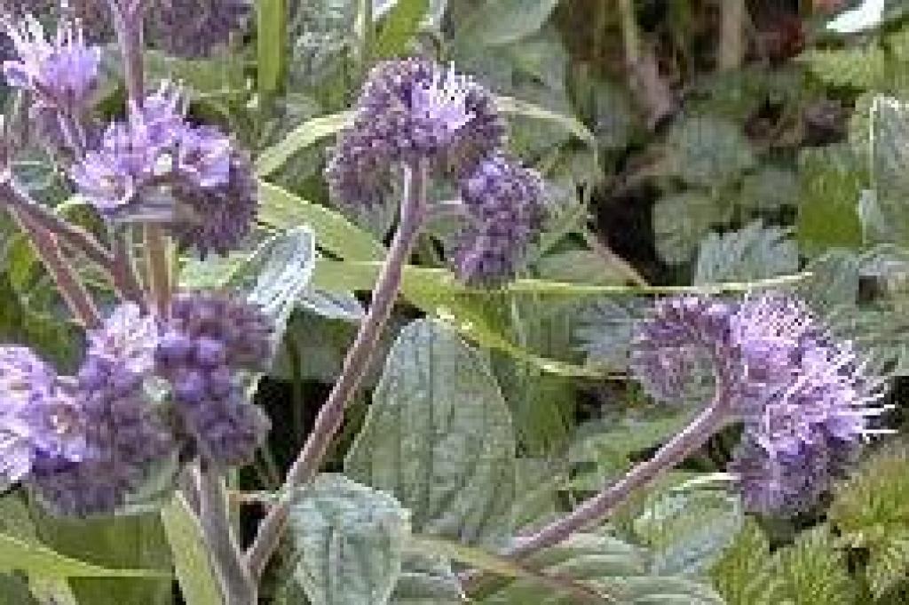 Scorpionweed photo