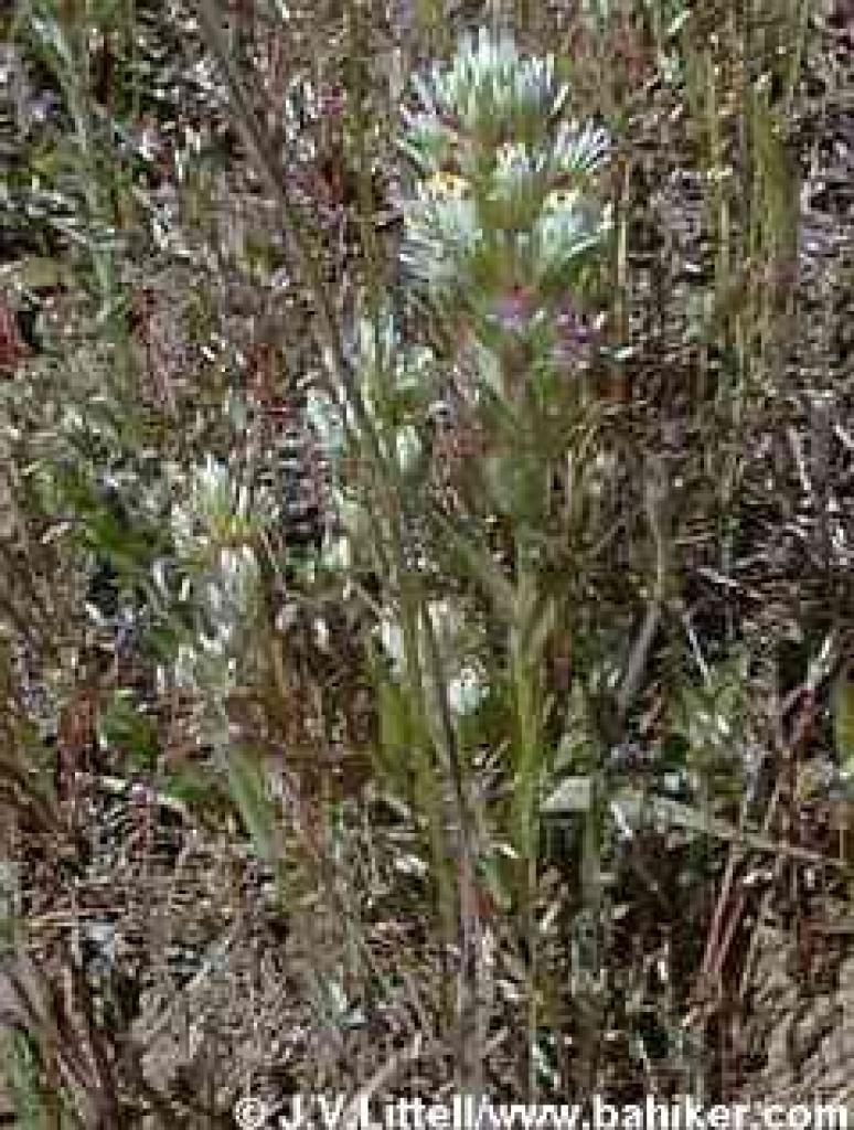 Owl's clover photo