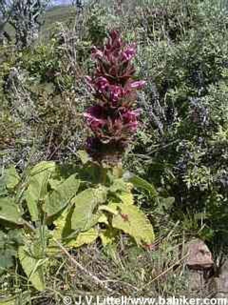 Hummingbird sage photo