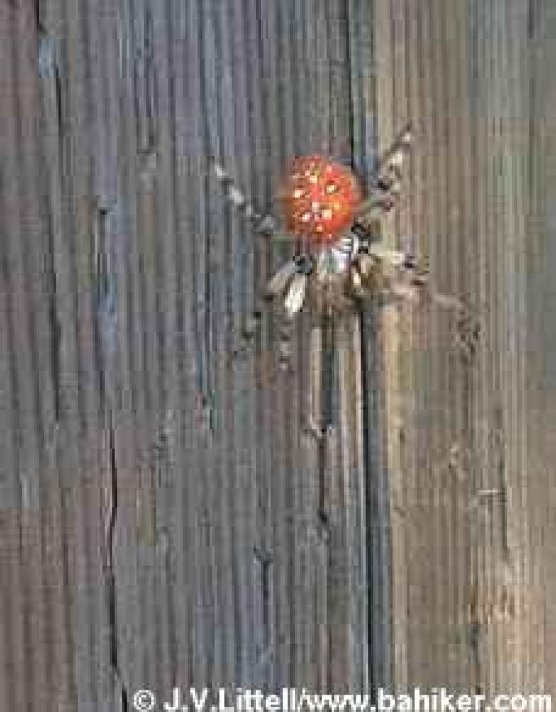 Spider on a signpost at San Bruno Park