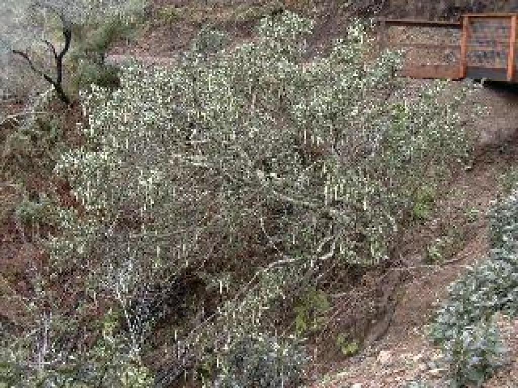 Large silktassel tree
