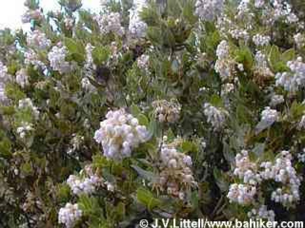 Manzanita in bloom